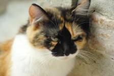 Michaël DESSEREY - MICHAEL DESSEREY